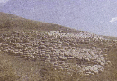 지리산 바래봉 국유대부지 면양목장(1970년대)