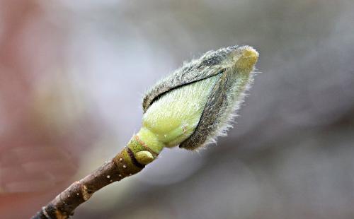 눈(雪) 오는 숲, 눈(目)으로 보고 눈(芽)을 읽다.