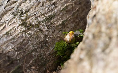 제주 한라산에 핀 ‘노란 봄의 전령’... 세복수초 첫 개화