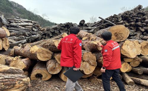동부지방산림청, 소나무재선충병 확산 차단 적극 추진