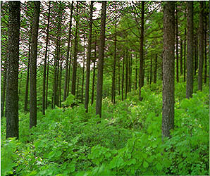 정선군 임계면 직원리의 낙엽송 숲(japanese larch forest in Jikwon-ri jeongseon-gun)