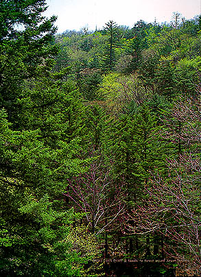 정암사 주변의 전나무 숲 (Needle fir forest around Jeongamsa (temple) )
