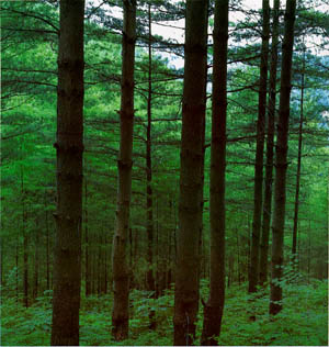 청원군 미원면 운암리 스트로브 잣나무 숲(white pine forest in Miwon-myeon, Cheongwon-gun)