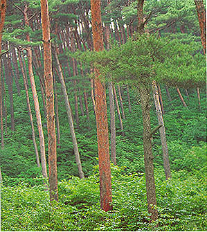 태안군 안면읍 중장리 소나무 유전자보존림(Gene preservation forest of Korean Red pine in anmyeondo)