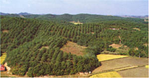 임목육종연구소 안면도 채종원(Seed orchard of Forest Genetics lnstitute in Anmyeondo)