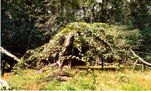 비원의 다래나무, 천연기념물 제251호 (Bower actinidia in Biweonjeong(garden), Natural Monument)