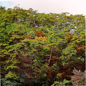 양평군 용문면 신정리 용문산 정상부의 소나무 숲(Pine forest at the summit area of (Mt.) yongmunsan)