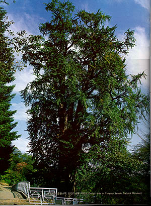 용문사의 은행나무 천연기념물 제30호(Ginkgo tree in yongmun temple Natural Monument)