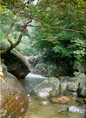 유명산 계곡(Valleys in ((Mt. )Yumyeongsan)