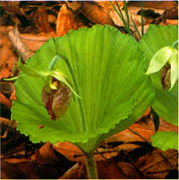 광릉요강꽃(Cypripedium japonicum)