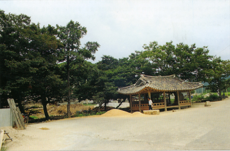무안 유교리의 느티나무숲
