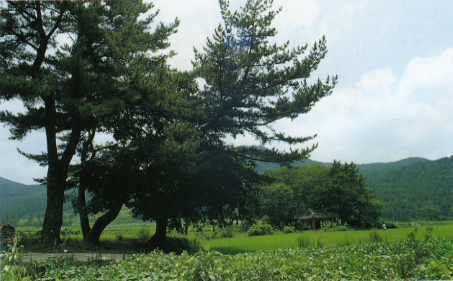 진조 사천리의 푸조나무숲