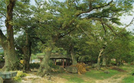 함평 월봉리의 낙엽활엽수림
