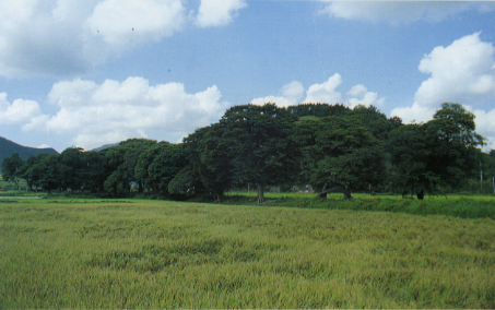함평 상곡리의 느티나무 및 팽나무의 줄나무