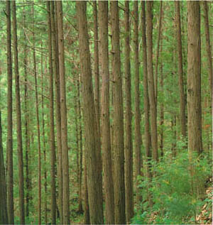 서울대 연습림의 편백나무 숲 (Hinoki cypress forest at experimental forest of Seoul National University)