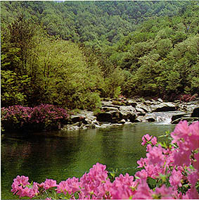 지리산 뱀사골의 봄(Spring scenery of the Baemsagol(valley) in (Mt. )Jirisan)