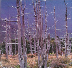 지리산 정상의 구상나무(Korean fir forest at the summit area of (Mt. )Jirisan)