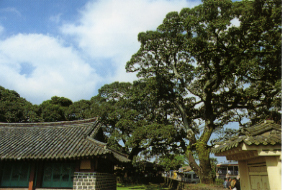 성읍리의 느티나무 및 팽나무 숲