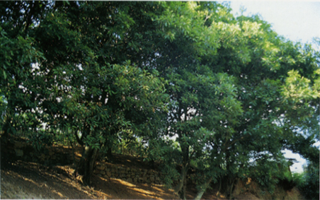 함평의 붉가시나무 자생북한지대