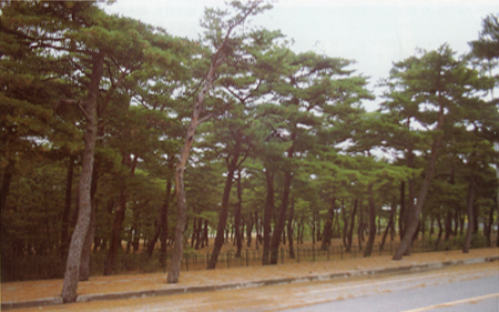 양양 조산리의 소나무숲