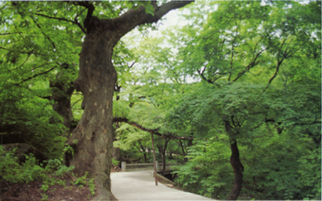 삼척 내미노리의 낙엽활엽수림