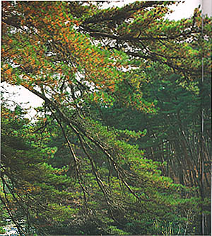 합천군 가야면 치인리 해인사주변의 소나무 숲-1(Pine forest around Haeinsa(temple) in Gaya-myeon, Hapcheon-gun)