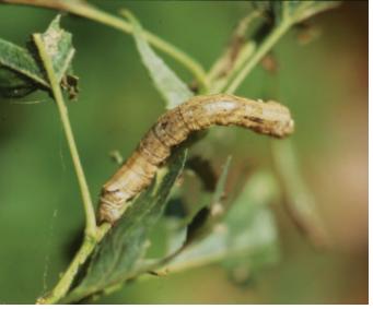 Anomis commoda (Butler) 이미지