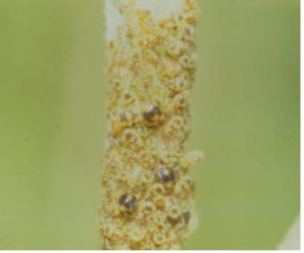 Chaitophorus populeti (Panzer) 이미지