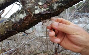 서부지방산림청, 농림지 동시발생 병해충 공동방제 ‘총력’